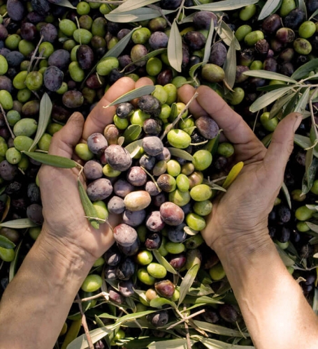 Costa D´Oro Extra Vergine Olive Oil 1l (Olivizia_Costa_doro2.jpeg)